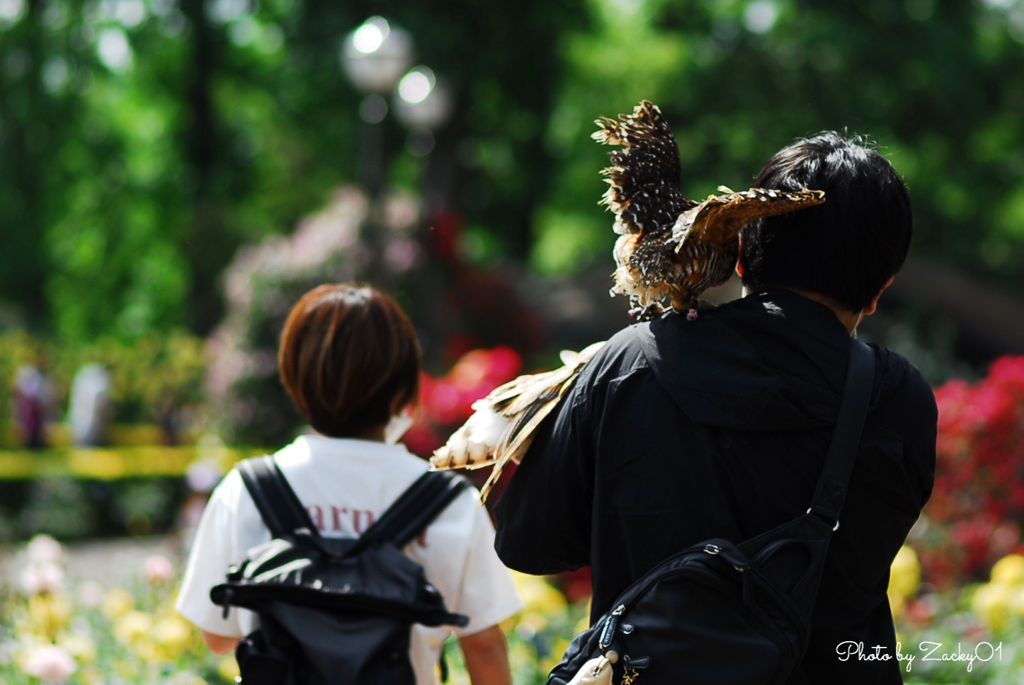 フクロウとお散歩