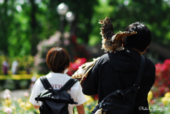 フクロウとお散歩