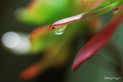 雨上がり 雨上がり