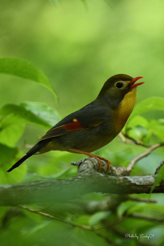 話しかけるよ相思鳥