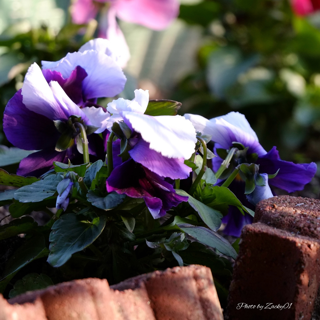 花の持つ癒しの力