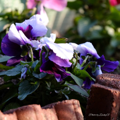 花の持つ癒しの力