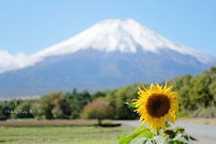 太陽の花と雪化粧の富士