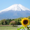太陽の花と雪化粧の富士