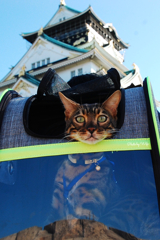 旅するニャン