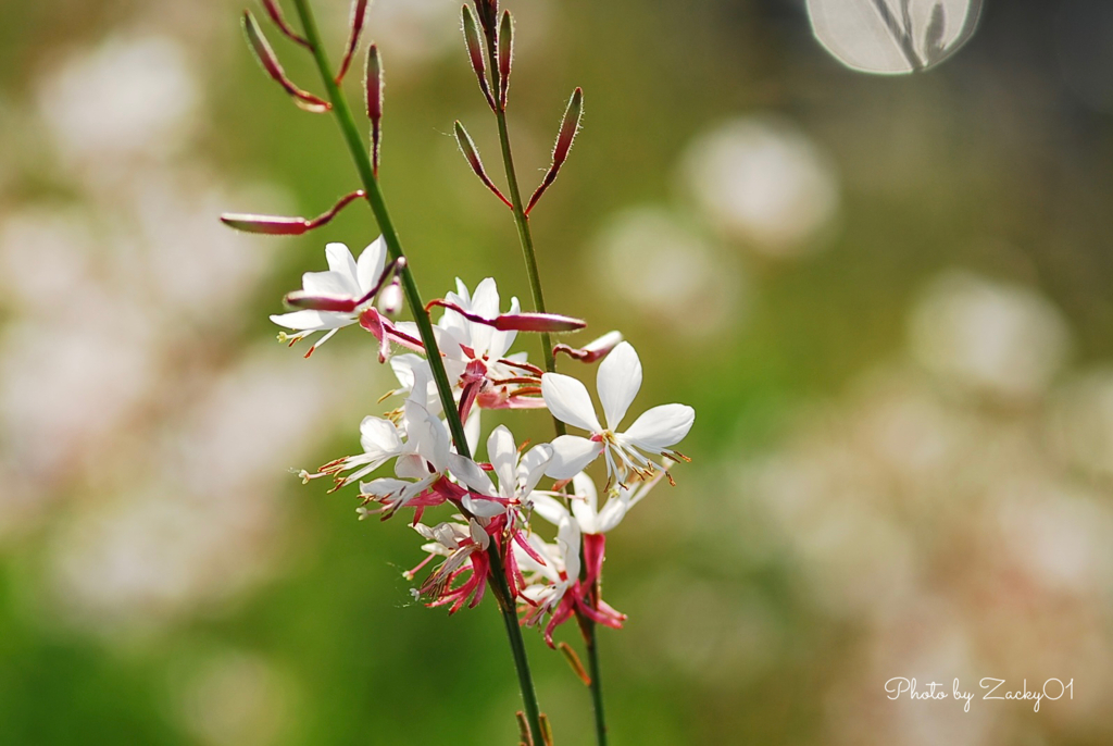 野の花