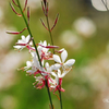 野の花