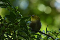 鳥言葉は素直な心