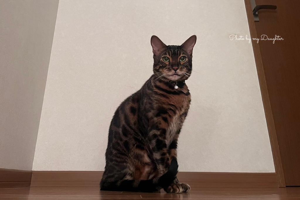 お留守番
