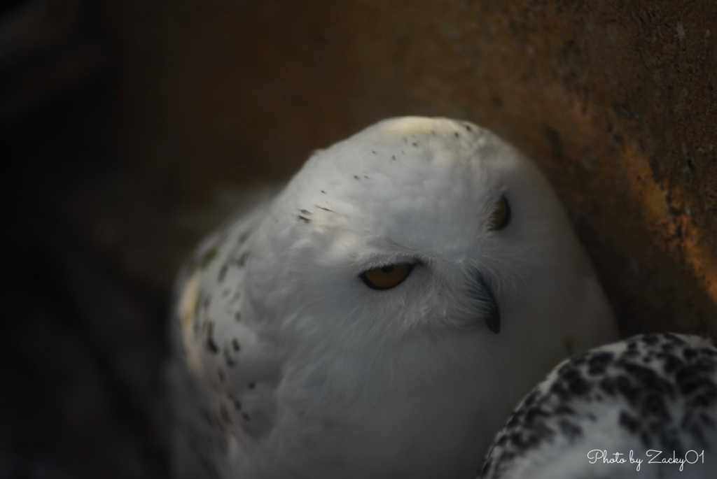 ちょいワル