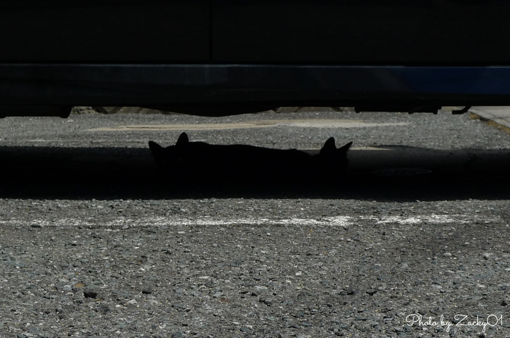 猫耳ふたつ