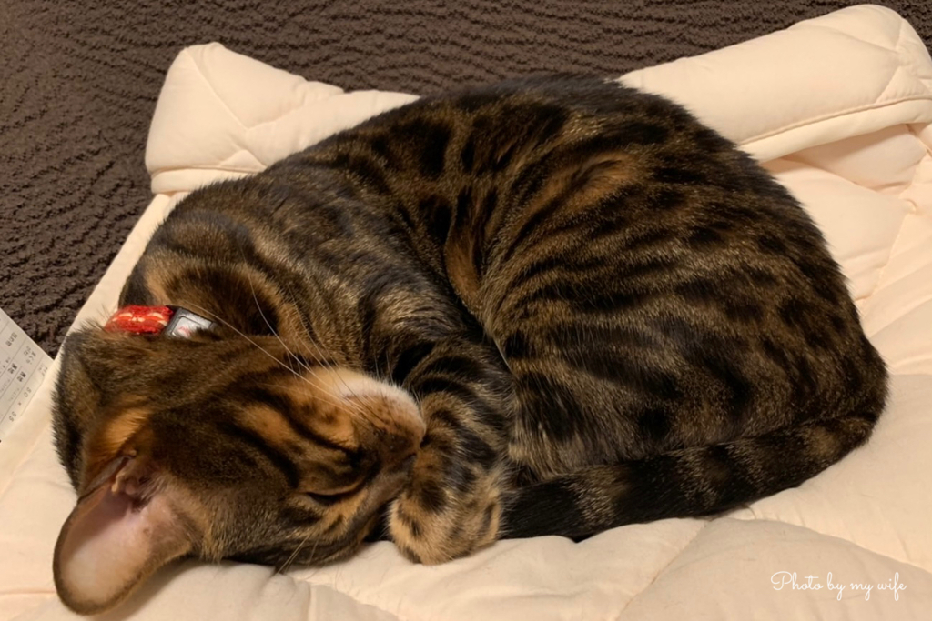 まるまるねこ