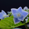 紫陽花の朝