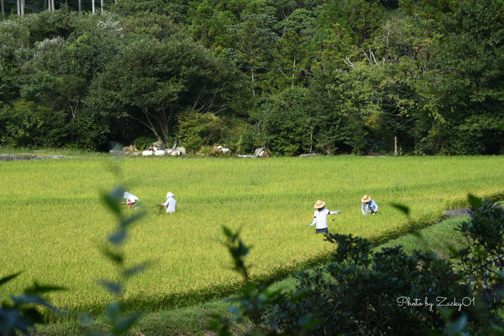 稲穂と麦わら帽子の秋景色