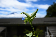 青いつゆ草、青い空、雲を纏った富士山