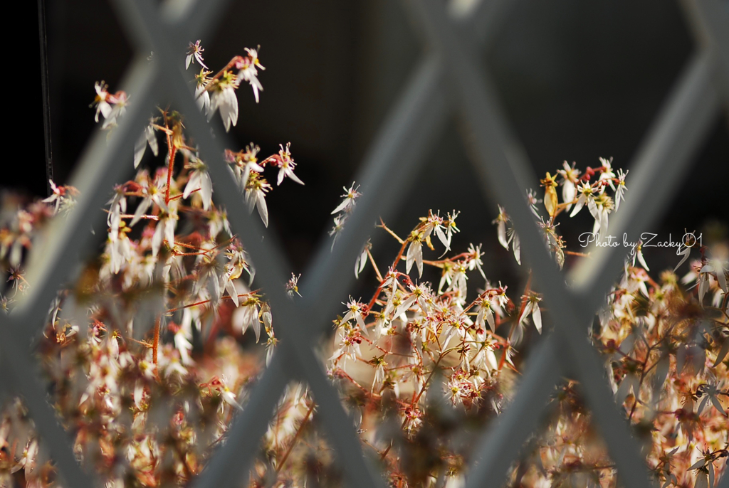 小満（二十四節気）