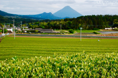 茶畑と開聞岳に平和を感じて