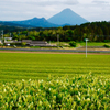 茶畑と開聞岳に平和を感じて