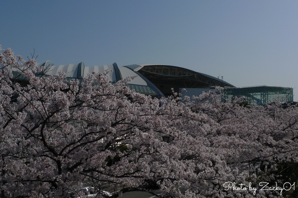 さくら咲く阪神競馬場