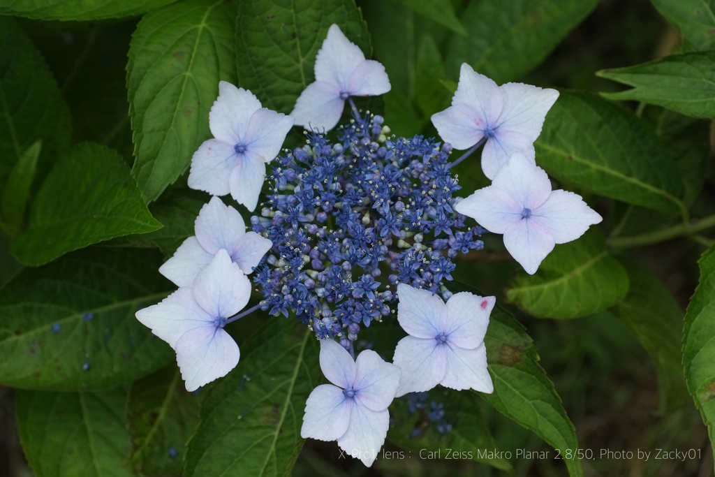 お花達