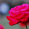 アレクさんの赤い薔薇