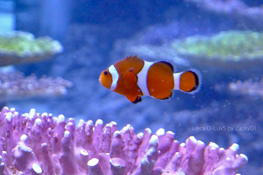 It looks like a clownfish is whistling
