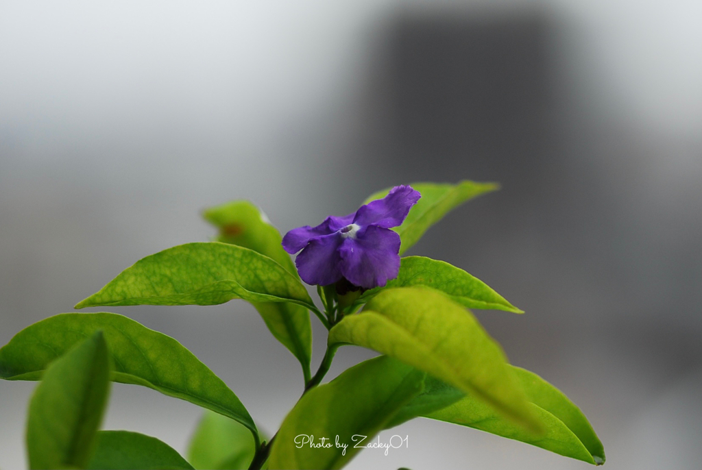 幸運の花　昨日、今日、明日