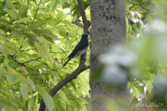 青い鳥