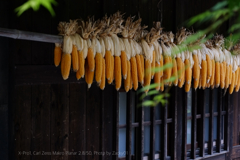 sweet corn