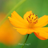 Cosmos & Lime green