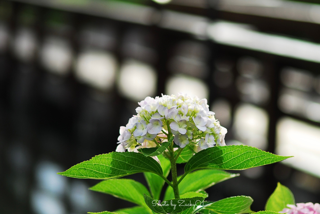 笑顔の紫陽花