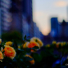 夕暮れの街と薔薇の谷