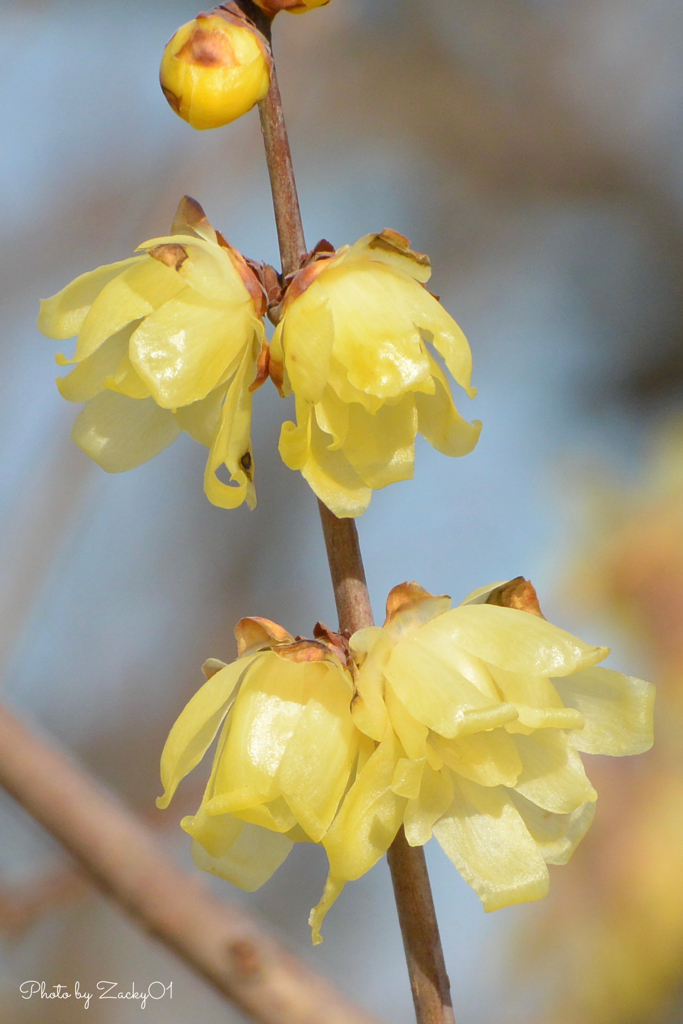 黄色ゆかしい蝋の花