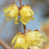 黄色ゆかしい蝋の花