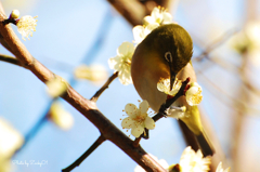A  White-eye enjoys the nectar!