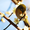 A  White-eye enjoys the nectar!