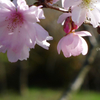十月桜