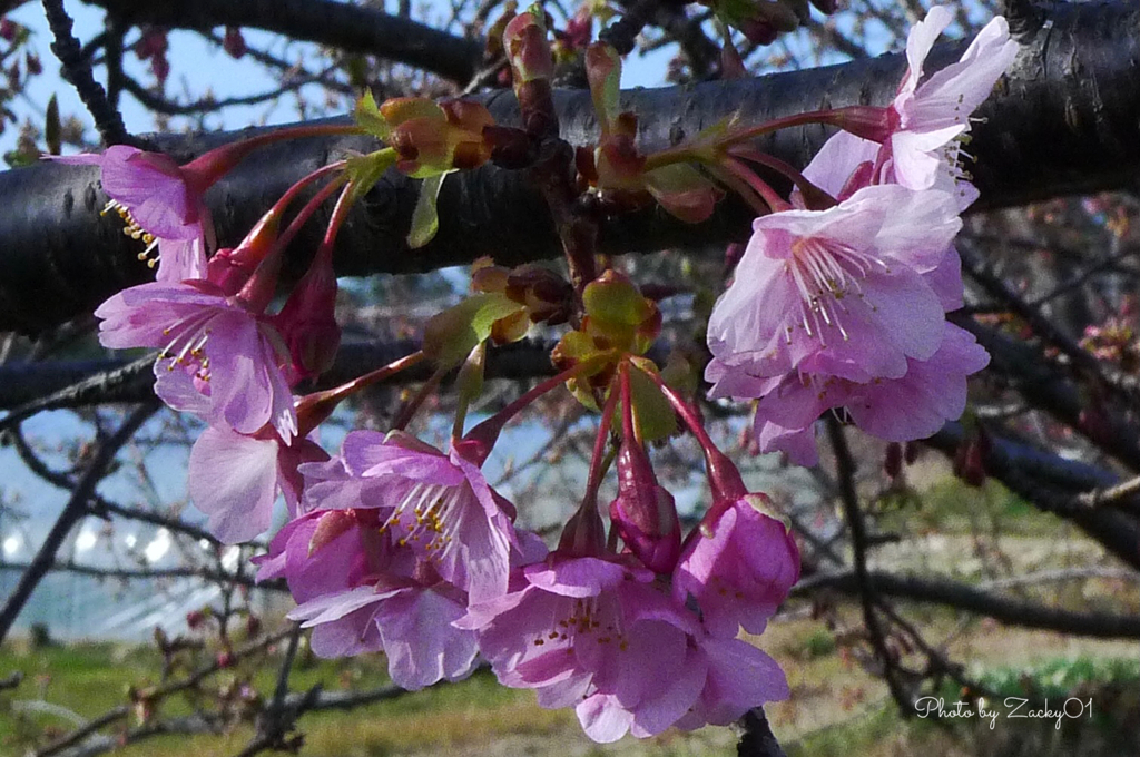 桜咲く