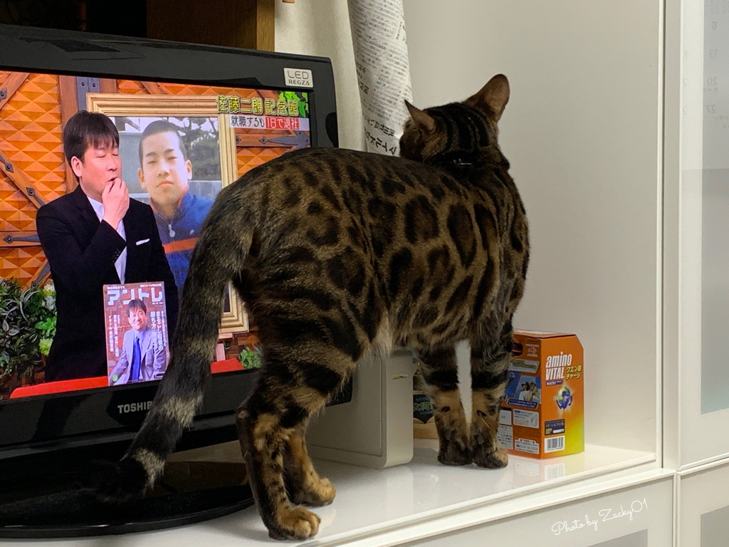 ジロジロ