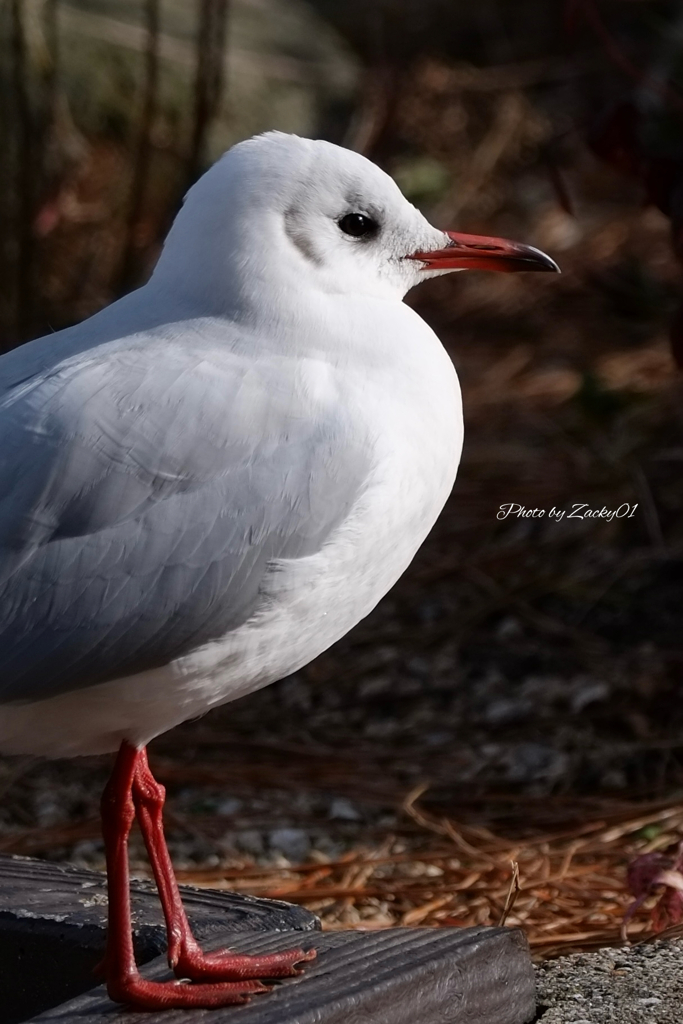 春光浴びる至福のゆりか