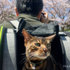 猫とお散歩