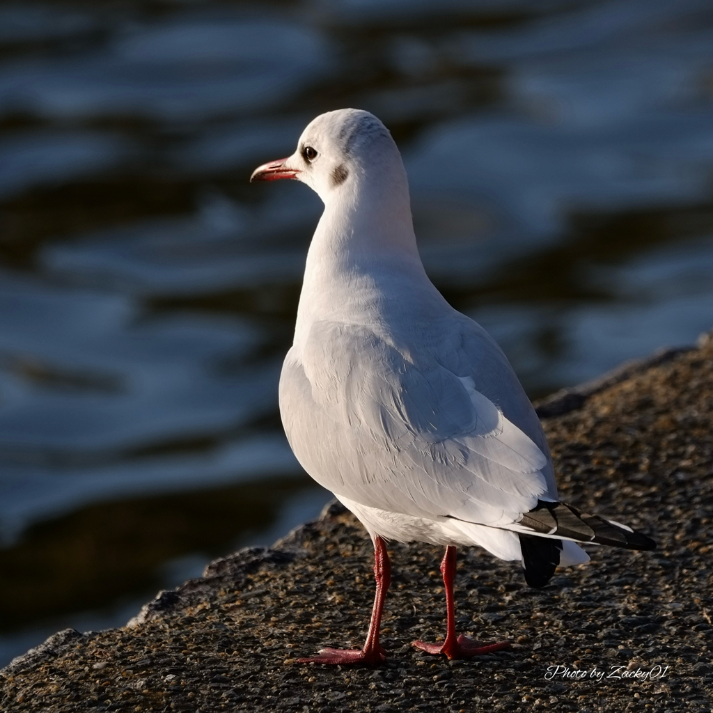 夕日を眺めるゆりかもめ
