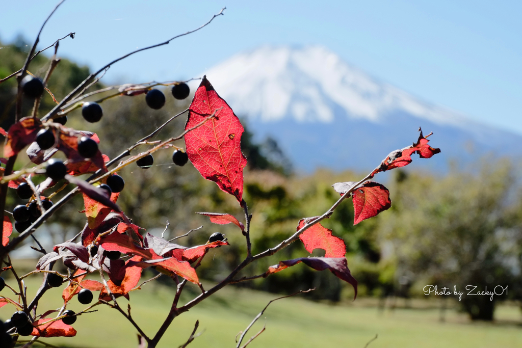 紅い葉と白い富士