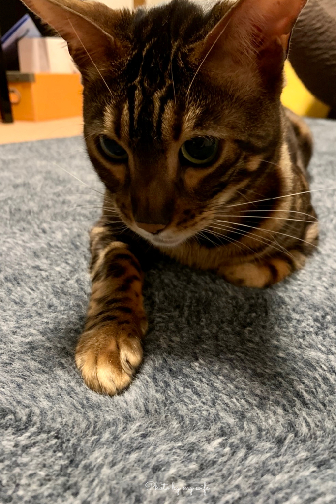 寝た子を起こす