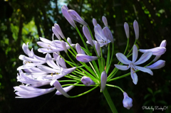 淡いむらさきの花が咲きました
