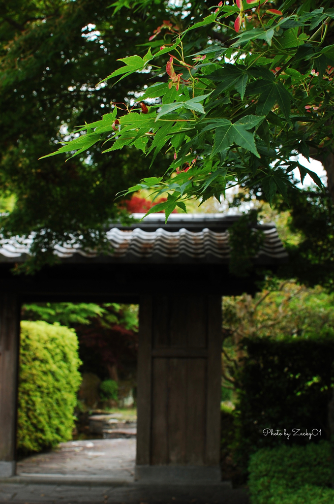 もみじの花と思いきや種でした