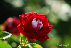 繊細な薔薇の花