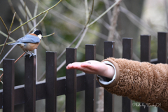 僕ちゃんの手