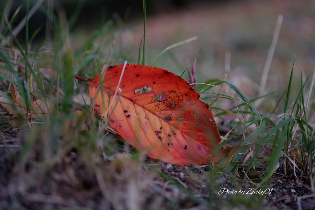 桜の葉の一生を想う
