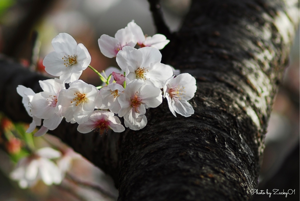 Flowers and stem bark